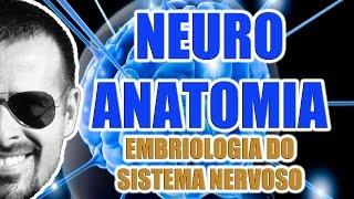 Embriologia do Sistema Nervoso Central e Periférico - Neuroanatomia - VideoAula 069