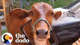 Jealous Cow Doesn't Approve Of Mom's Boyfriend | The Dodo