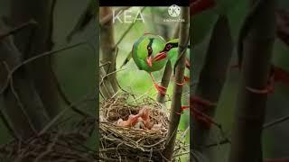 Bird feeding Baby Birds #meskipops #birds #animals #babybird#shorts #viralvideo