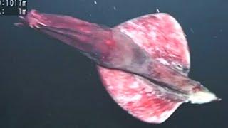 9 Strange Squids Found by ROVs in the Deep Ocean