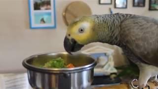 HOW AND WHAT TO FEED YOUR PARROTS | Chop, Food, Recipe, Diet