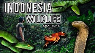 Indonesia Wildlife Chapter 2 - KING COBRA Photography