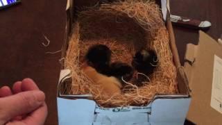 Unboxing Meyer Hatchery Chicks