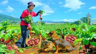 Harvesting Red Beetroot Goes To Market Sell - Housework, Feeding Chickens and Ducks | Tieu Lien