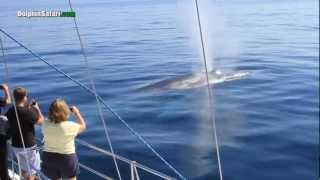 Curious Blue Whales Watch Whale Watching Passengers Off Dana Point