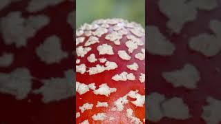 From Spores to shrooms The importance of light in Mushroom cultivation.|#shorts