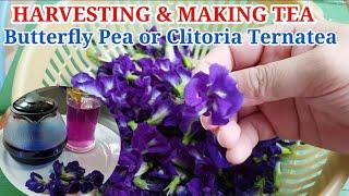 Butterfly Pea or Clitoria Ternatea Harvest and making tea/ Julz in THAILAND