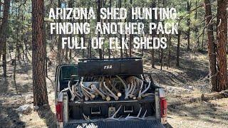 Arizona Shed Hunting 2024: Finding Another Pack Full of Elk Antlers