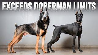 10 Dog Breeds Better Than Dobermans