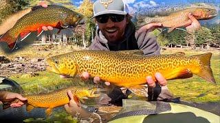 GIANT TIGER & BROOK TROUT FISHING!!! (Catch, Cook, Camp)