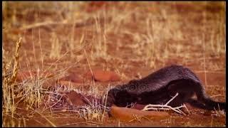 Honey badger ( xoor ama xoor dubur) #somali wildlife