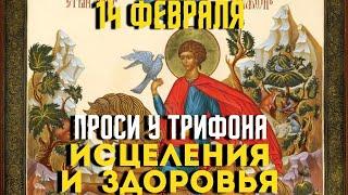 14 ФЕВРАЛЯ: день памяти святого мученика Трифона ПРОСИ ЗДОРОВЬЯ И ИСЦЕЛЕНИЯ!