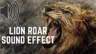 Lion Roar  Sound Effect