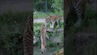 Arguing siberian tigers!