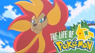 The Life of Pokemon: Litleo & Pyroar