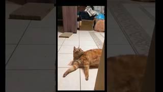 #cat #catfunny #viralvideo #funny #funnycatvideos #trending #pets #shorts