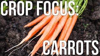 Grow Organic Carrots Like Never Before: Techniques for Abundant Harvests!