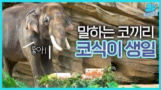 (SUB) Talking Elephant Kosik's Birthday Party │Everland Lost Valley