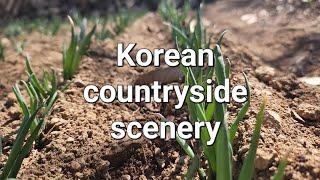 @한국의 시골 풍경 Korean countryside scenery