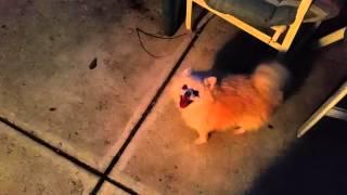 Tickles October 13 2015