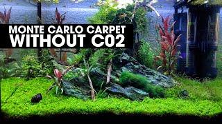 HOW TO GROW A MONTE CARLO CARPET WITHOUT CO2