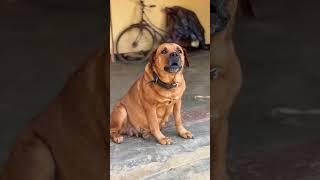 Dog sound || Dog barking sound || adarsh Tiwari vlog || #shorts #dailyshorts #trendingshorts