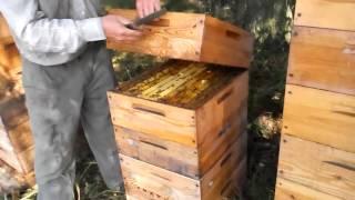 Отбор корпусов с мёдом без удаления пчёл. 2.