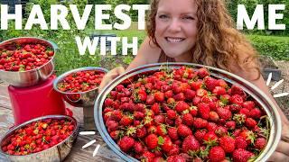 Massive Strawberry Harvest at Home!  Plus Bonus Veggies & Herbs!