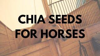 Chia Seeds for Horses - Top 10 Benefits