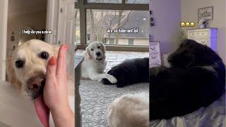 Shenanigans With My Golden Retrievers & Newfoundland Dogs