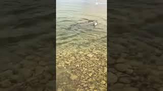 #шортс #рыбалка #щука