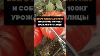 Всего 1 ложка в лунку и собираю по 100кг урожая из теплицы#дача#сад