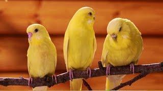 4K HDR Video - Beautiful Wildlife And Nature Video - Birds And Animals In 4K