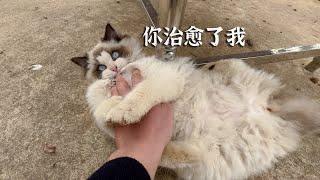 你们的布偶猫也这样吗？