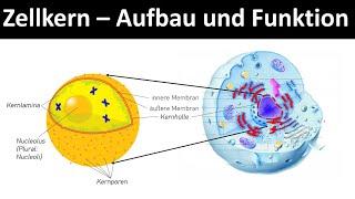 Zellkern [+ Nucleolus] - Aufbau und Funktion [Zellorganellen, Teil 2] - [Biologie, Oberstufe]