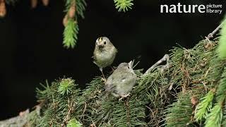 Goldcrest male attempting to feed fledgling perched in Spruce tree before leaving frame, Germany