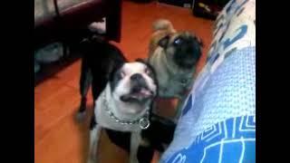 Paco y Chichi having fun   #bostonterrier #pugs