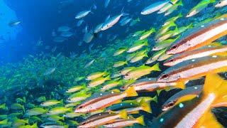 Diving in Thailand - Similan Islands, Richelieu Rock