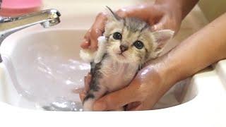 保護子猫を初めてお風呂に入れたら驚きの可愛さでした…
