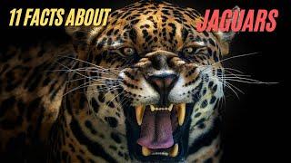 11 Facts About Jaguars You Never Knew