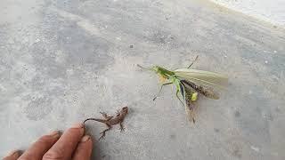 lizard vs mantis