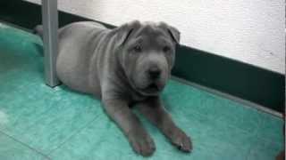 Blue Shar Pei Puppy Running in Circles