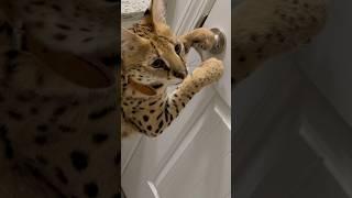 Serval Cat Tries to Open a Locked Door #serval #cat #shorts