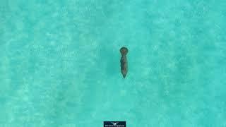 Miami Beach Manatee