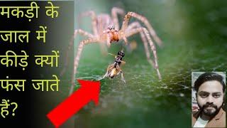 मकड़ी के जाल में कीड़े क्यों फंस जाते हैं?/MS Motivation 2 M