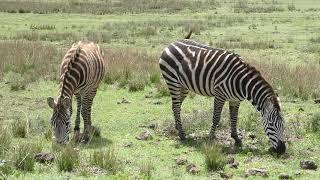 Zebras  (Serengeti - Tanzania)