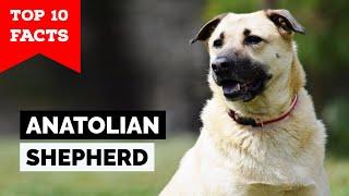 Anatolian Shepherd - Top 10 Facts