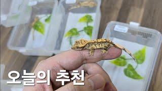 허리가 굵은 레슬러들