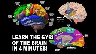 GYRI OF THE BRAIN - LEARN IN 4 MINUTES