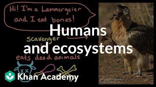 Humans and ecosystems: how do vultures provide ecosystem services? | Khan Academy